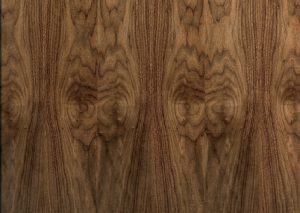 American Black Walnut